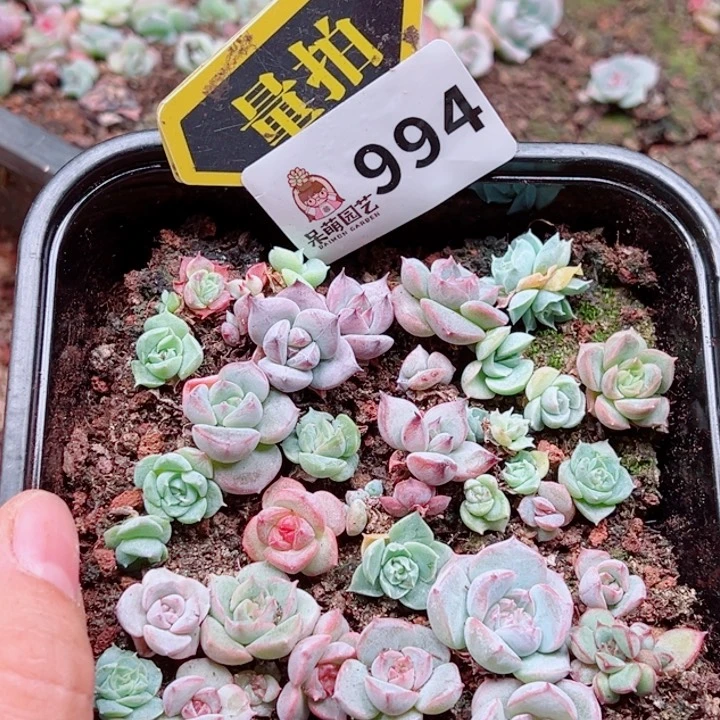 多肉植物多肉植物