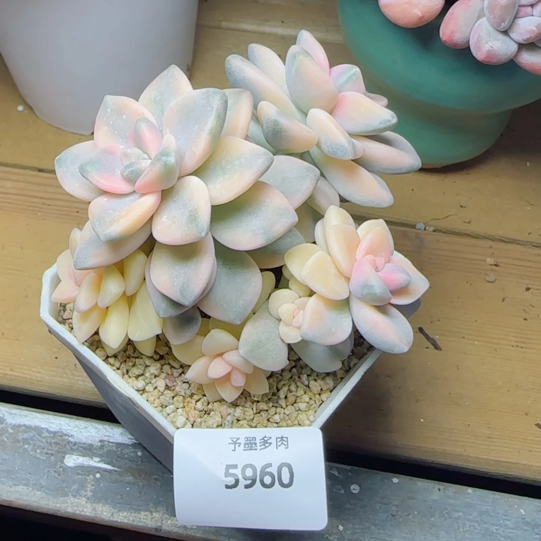 美杏锦，5960多肉植物