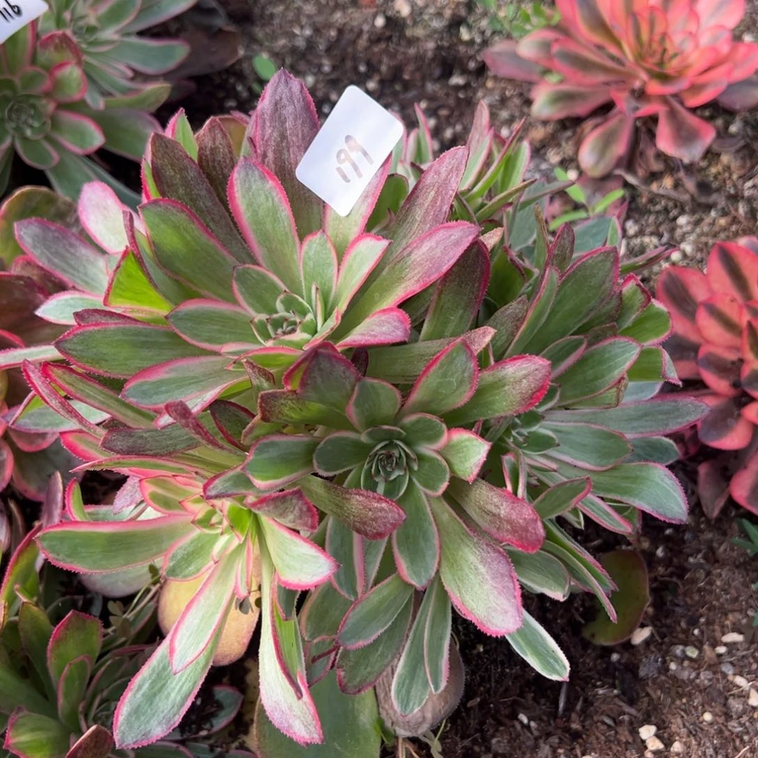 199半糖多肉嘻嘻嘻