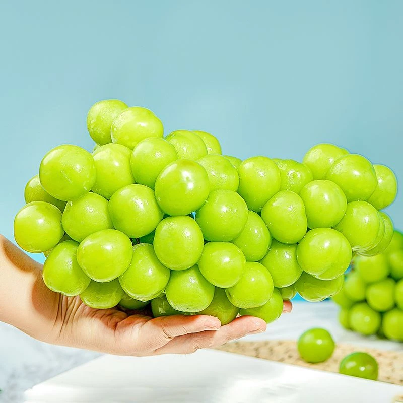 【带箱5斤】t正宗阳光玫瑰葡萄新鲜采摘脆甜无籽多汁带玫瑰香