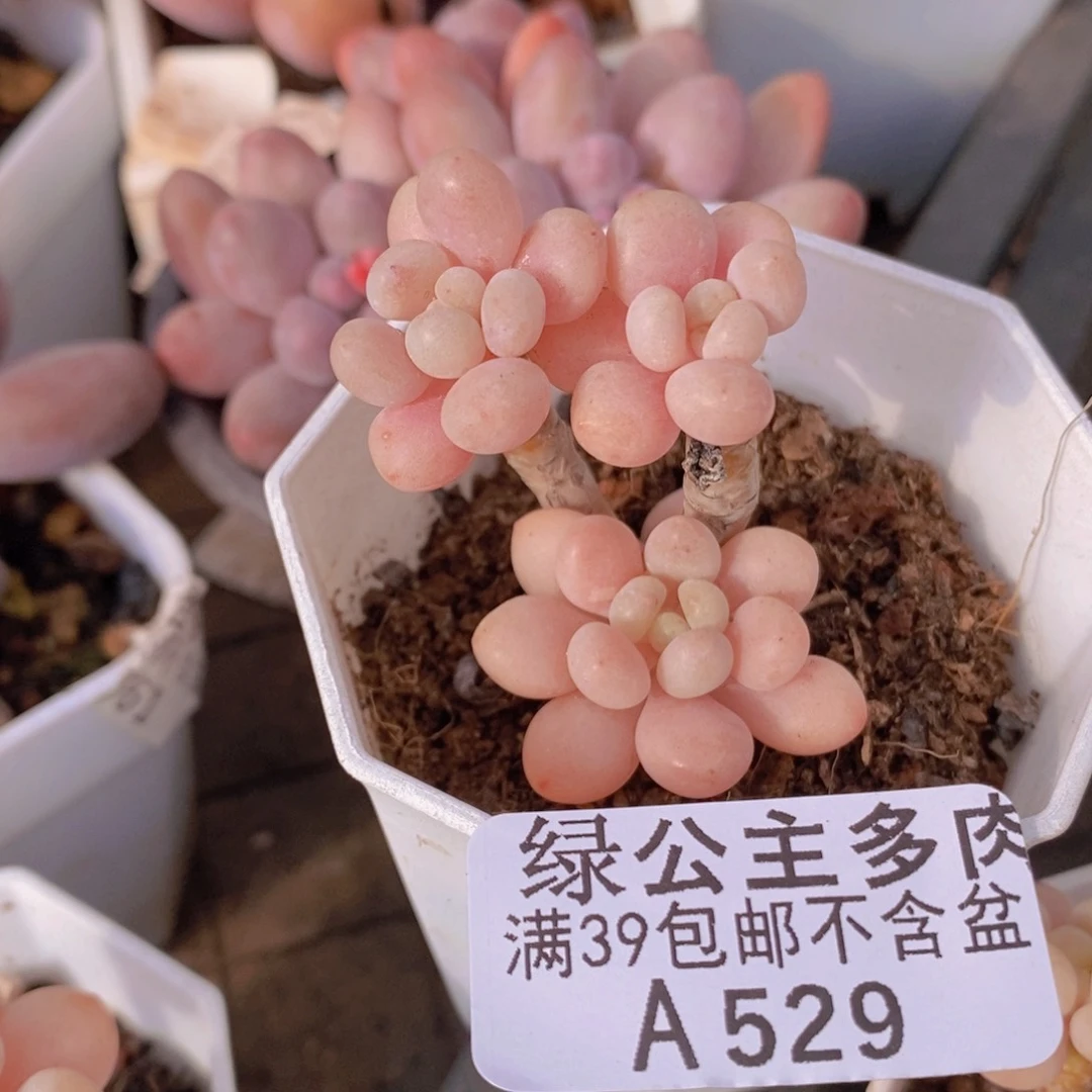 鱼子酱5cm529多肉植物