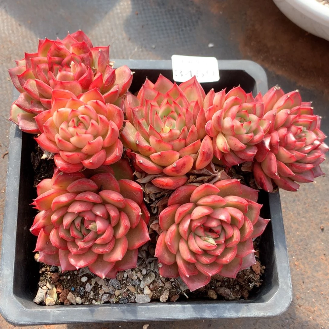 3459杂交多肉植物基地