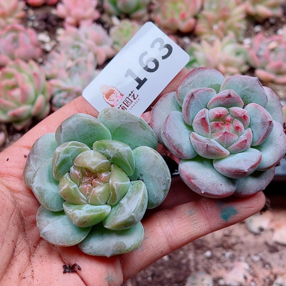 多肉植物多肉植物