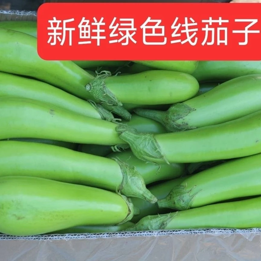 F 绿长茄子 东北农家自种绿长茄子新鲜现摘现发可顺丰发货
