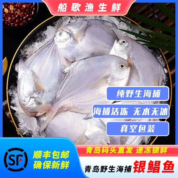银鲳鱼 青岛本地货 码头鲜 纯野生银鲳鱼 新鲜白鲳 银鲳