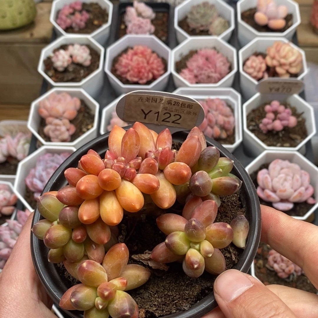 0122 千代田缀 9.5cm