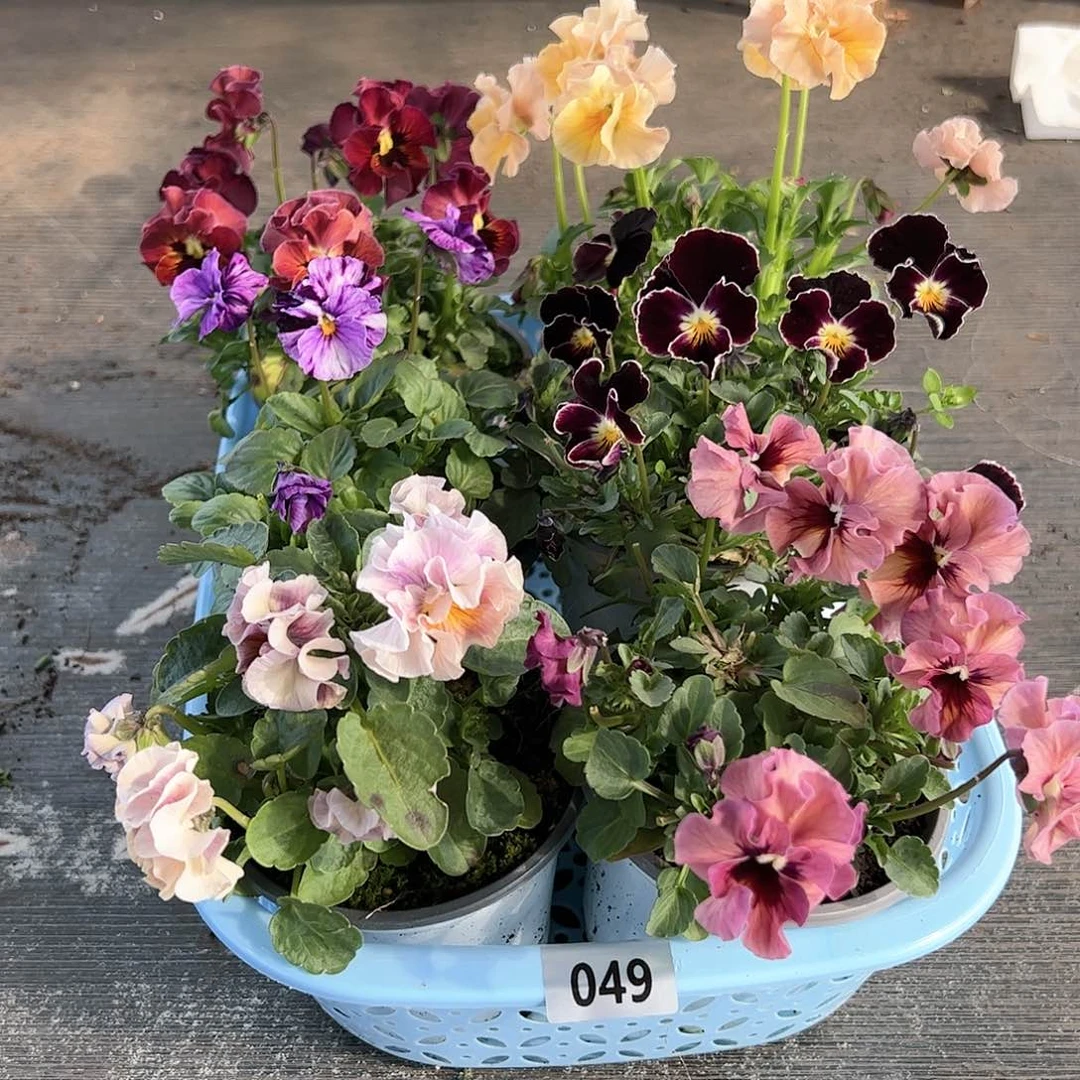 【闪购商品】049号