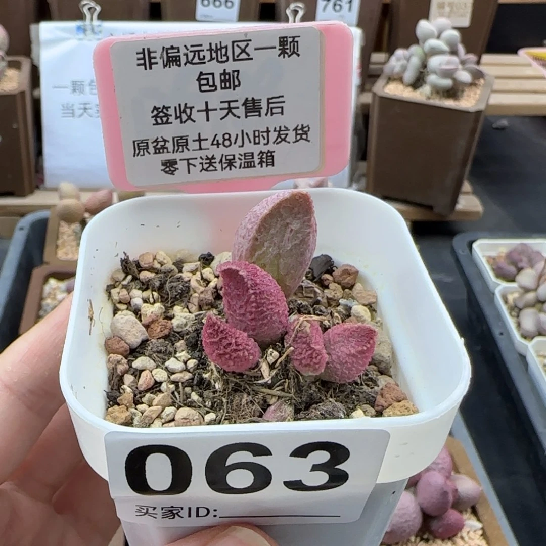 063巨猪宝多肉植物