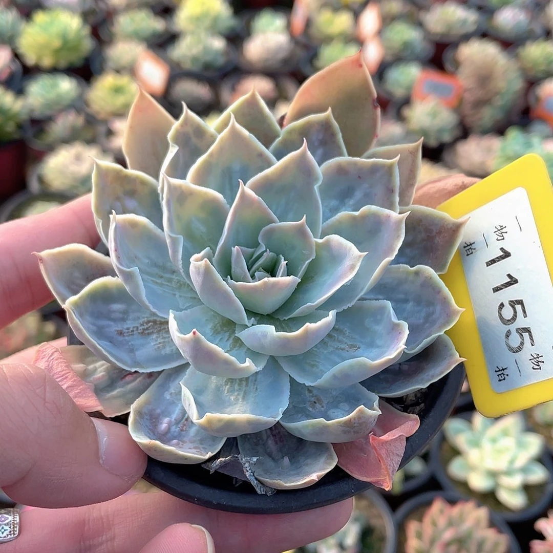 一***"1155号多肉植物组合