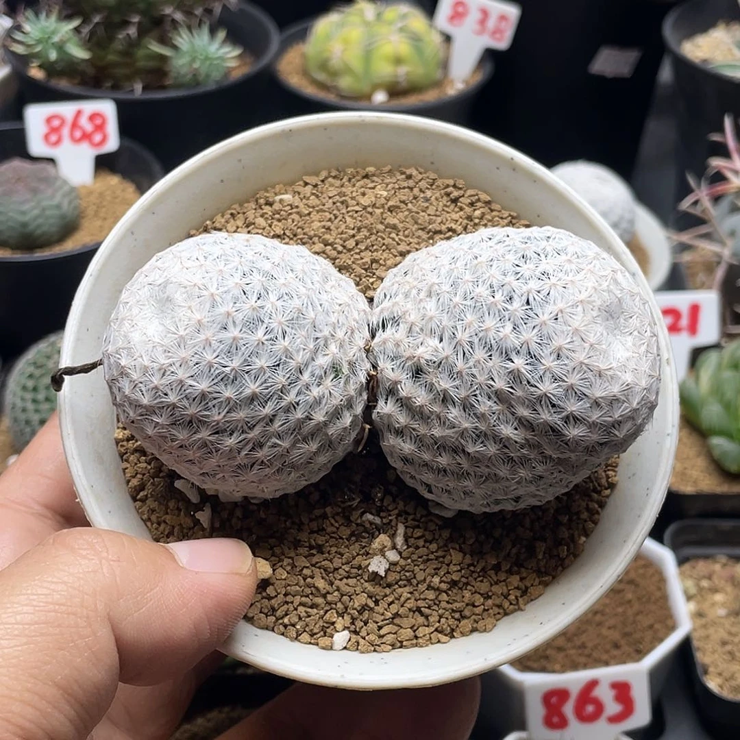 双头日系巨型大玉白鸟