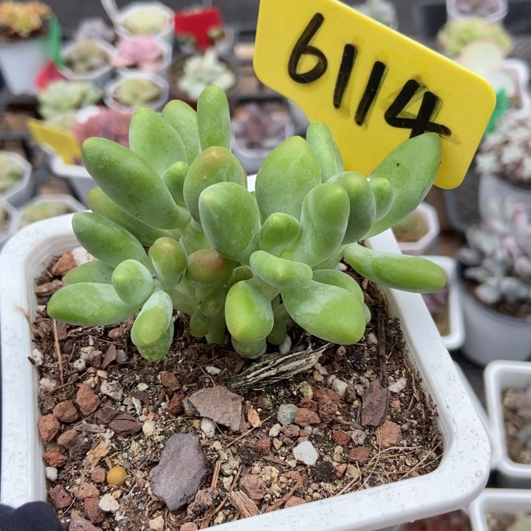 6114芒果奶多肉植物