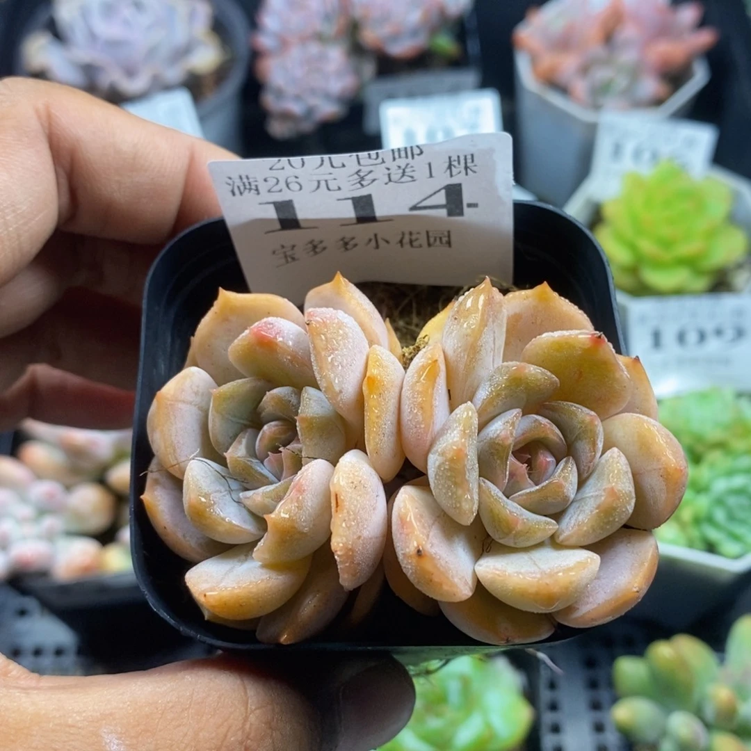 双头夜莺一物一拍满20包邮满26送一颗多肉