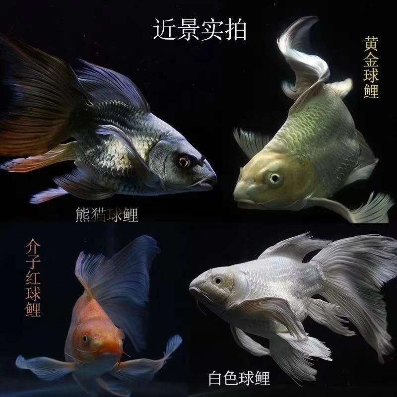 观赏鱼锦鲤观赏鱼