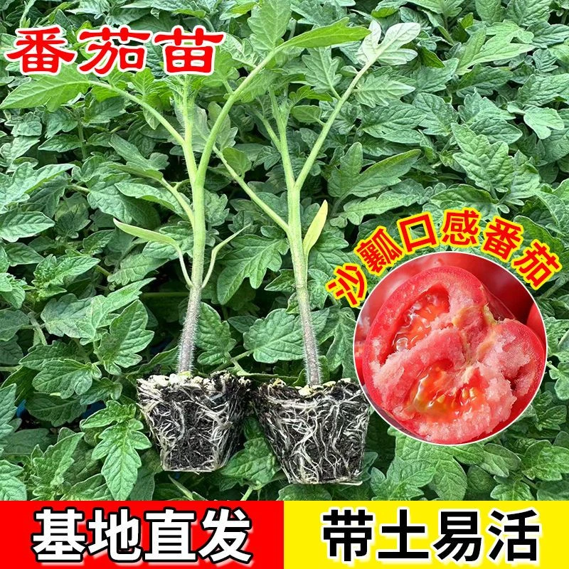 番茄苗西红柿大红大粉矮生红矮生黄黑珍珠