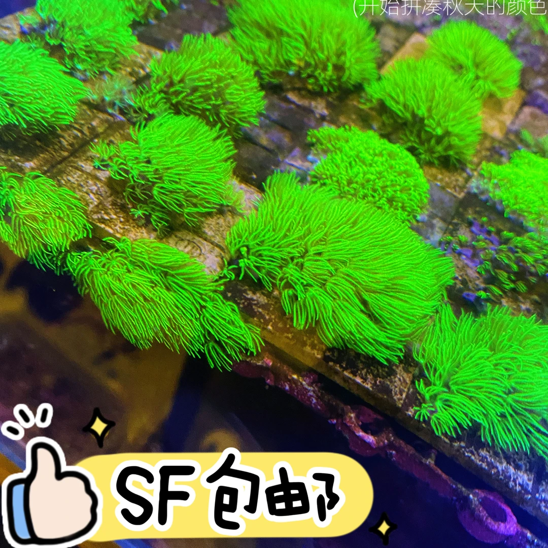 观赏鱼，活体造景草皮