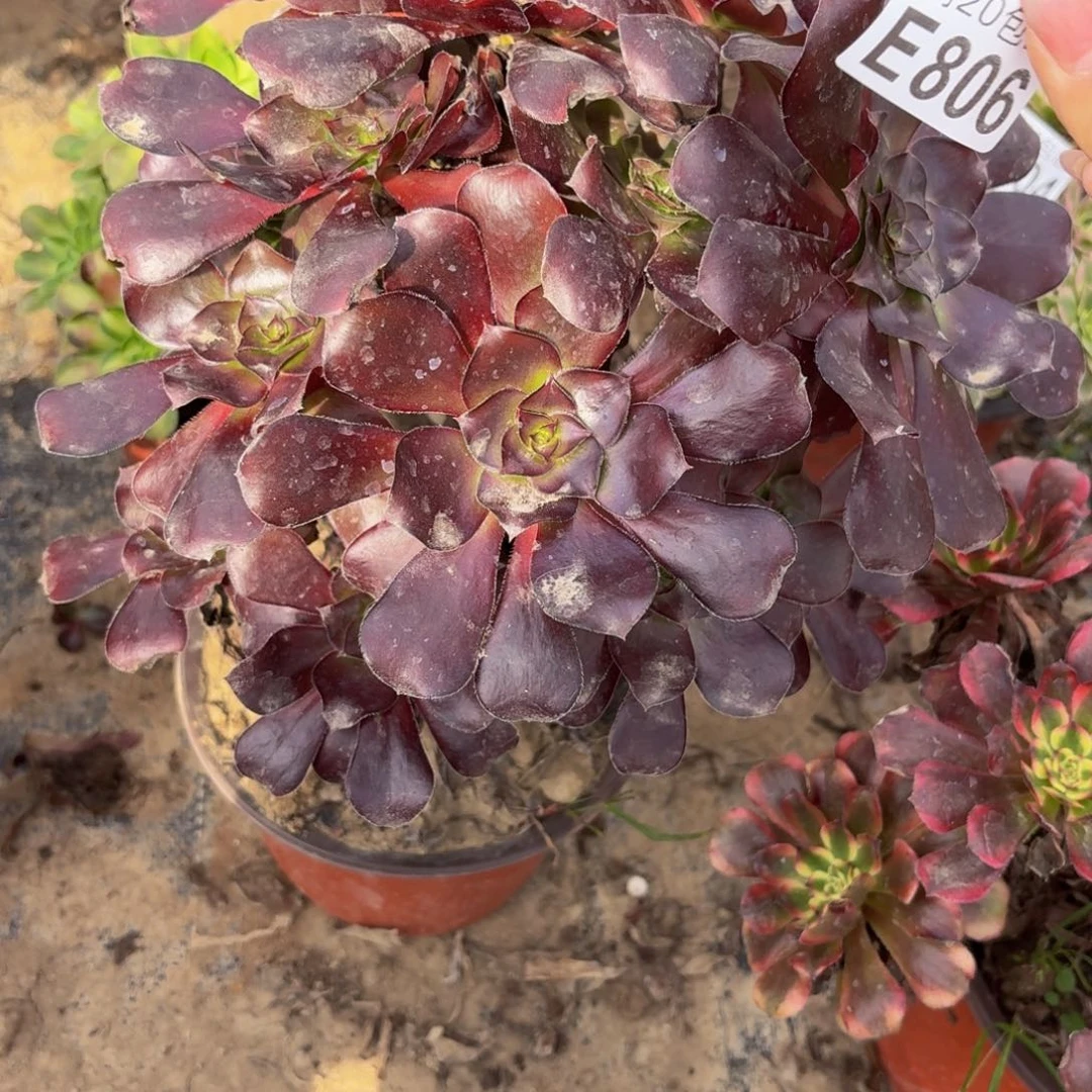 806多肉植物捧花的时候
