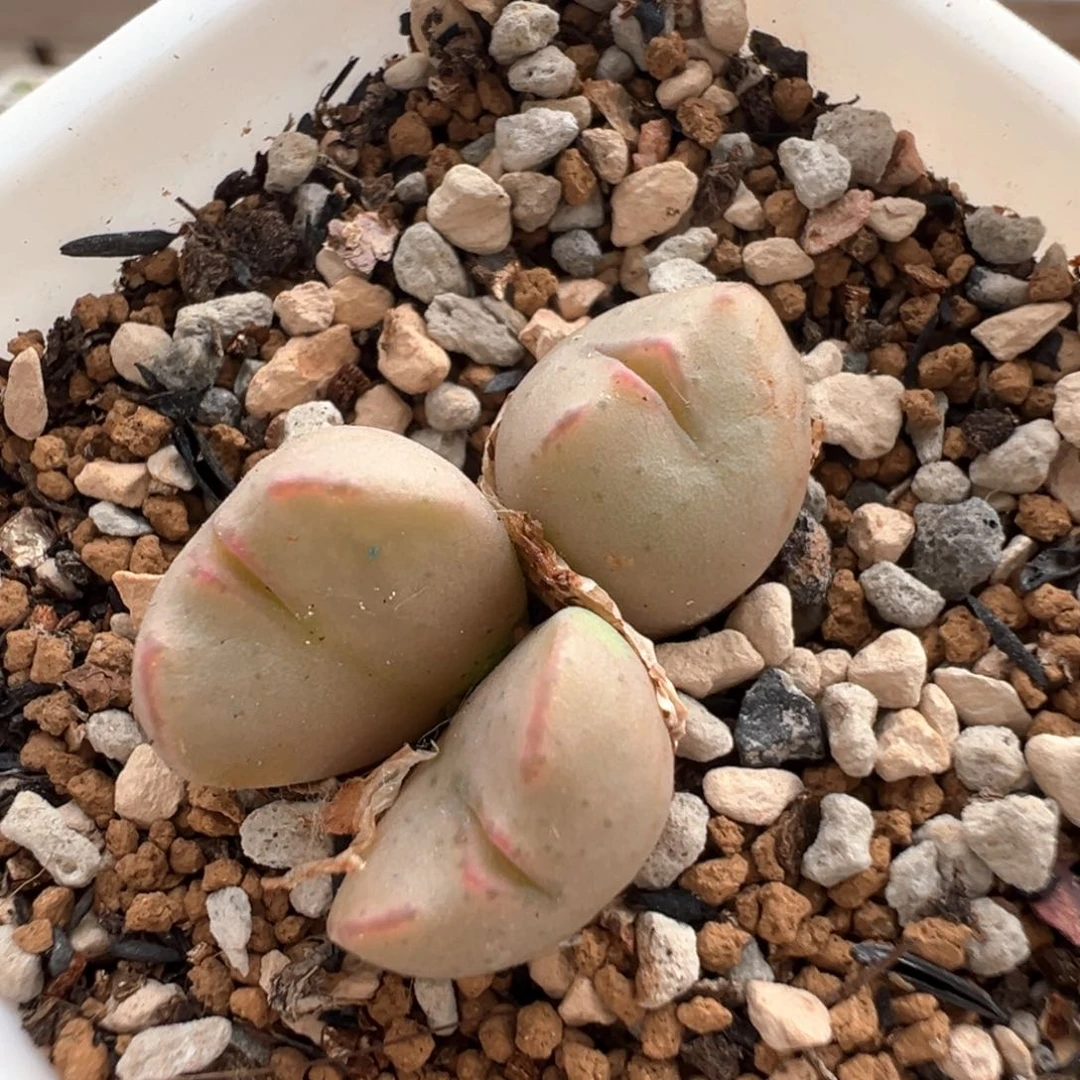 67多肉植物百科知识