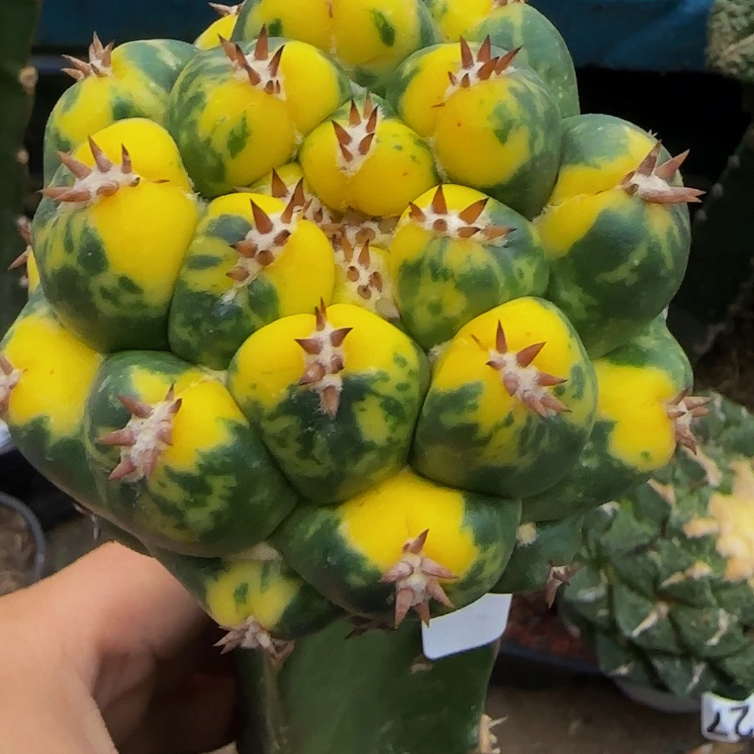 象牙锦660仙人球开花