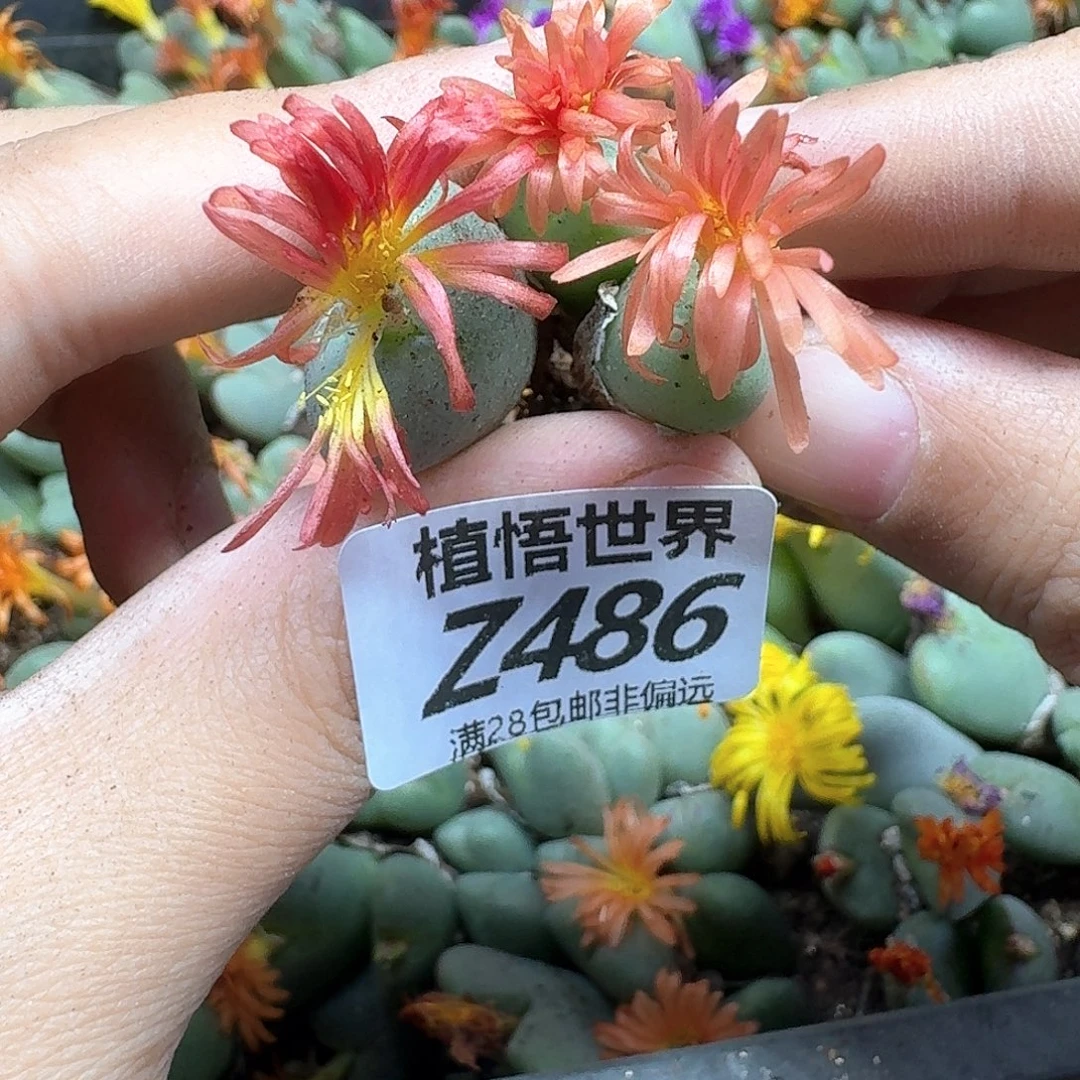 多肉植物的润泽fgbn