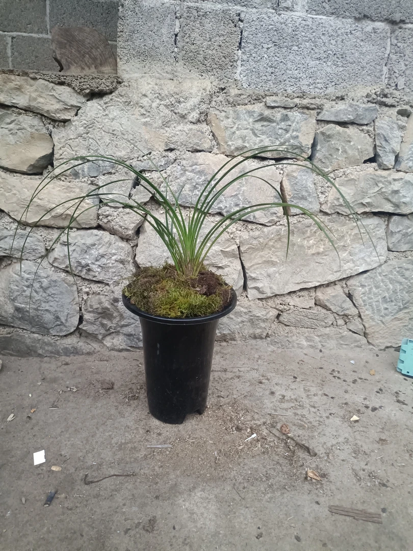 自然水培养植好养易活的兰花寒兰兔耳兰兰花草兰草紫阳花神木兰