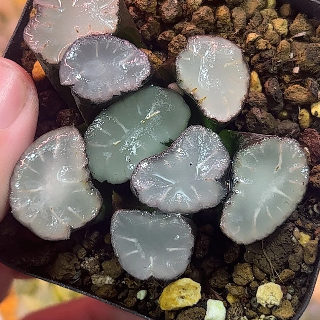 盐湖城万象十二卷多肉植物