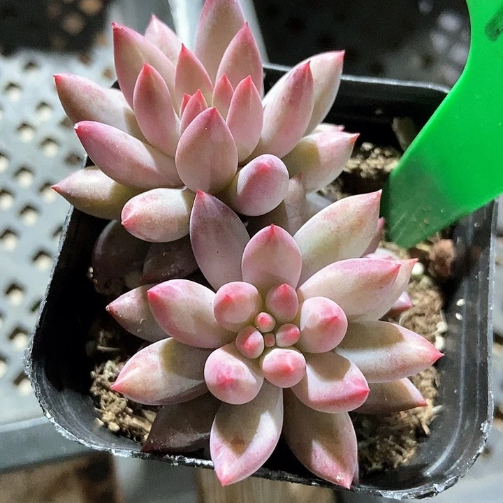 多肉植物虞美人1923