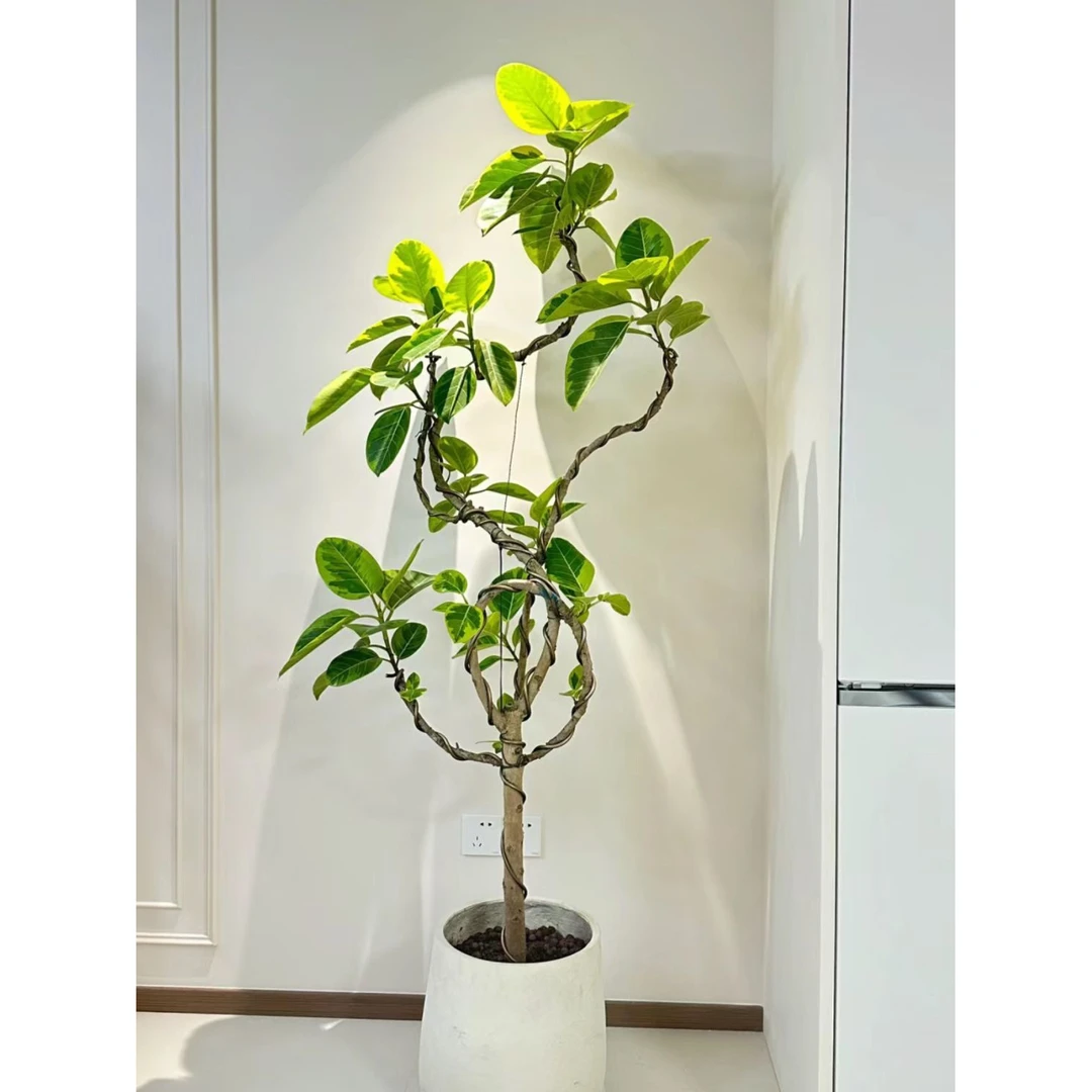 花叶黄金富贵榕造型大型室内客厅盆栽办公室四季常青绿植净化空气