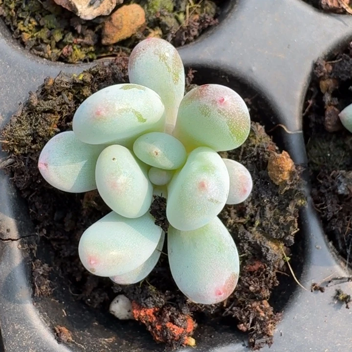 奶酪一物一拍好看134