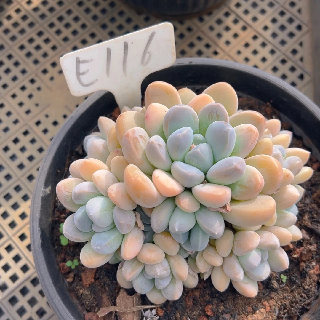 福利来啦打榜啦打