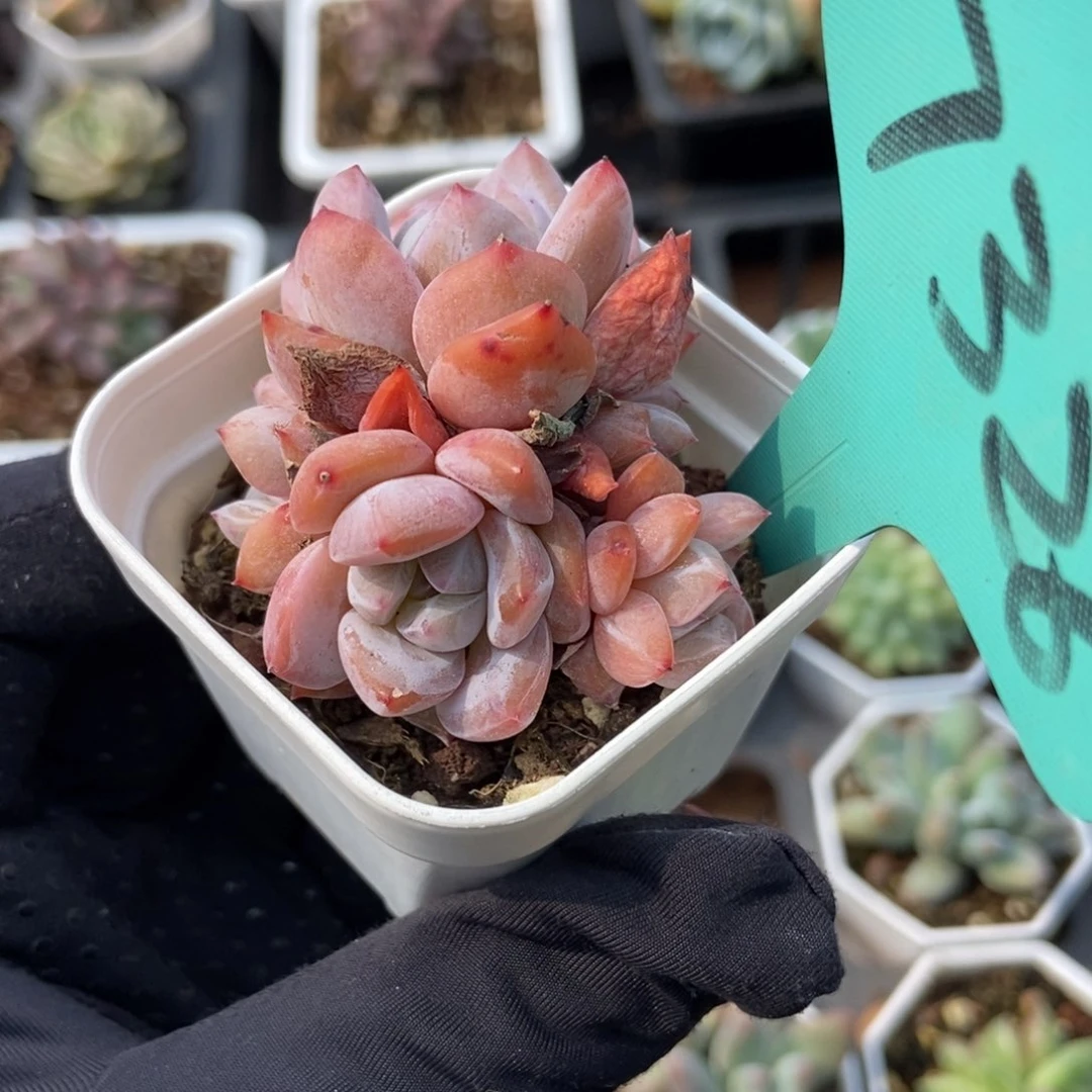 7326冰冰橙多肉植物