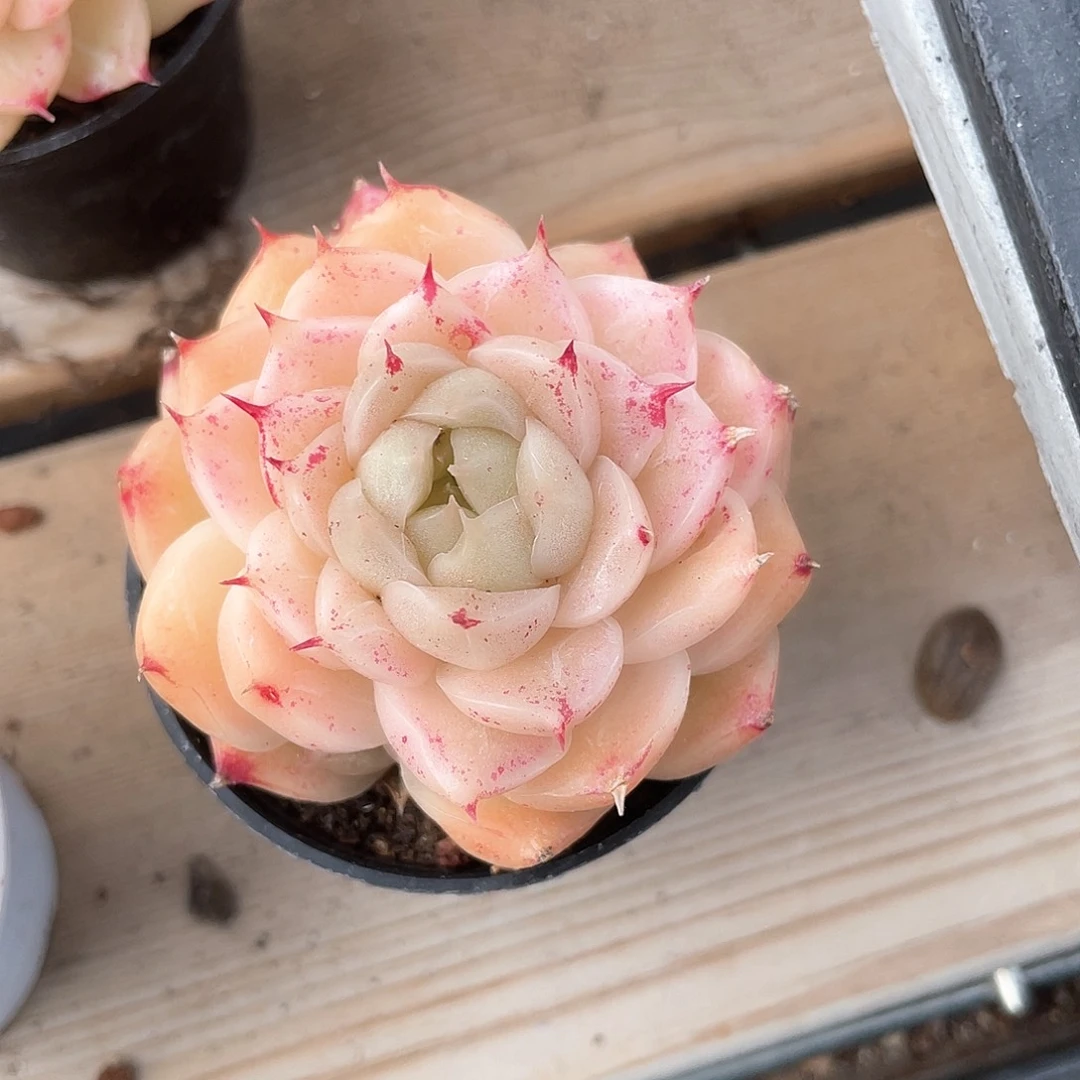 优选麦秆福利8558