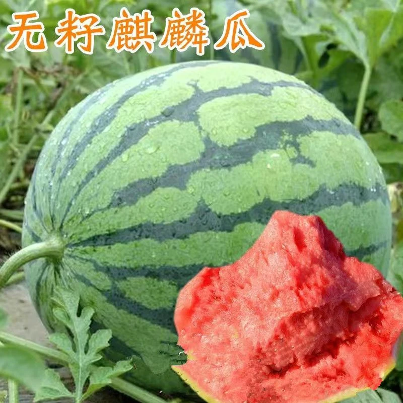 精选无籽麒麟瓜脆甜多汁满口爆汁5-6斤以上甘甜新鲜【顺丰包邮】