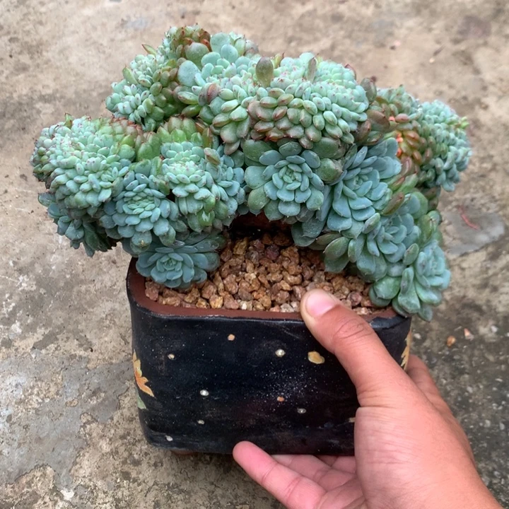 多肉植物白胖子树缀潜力股