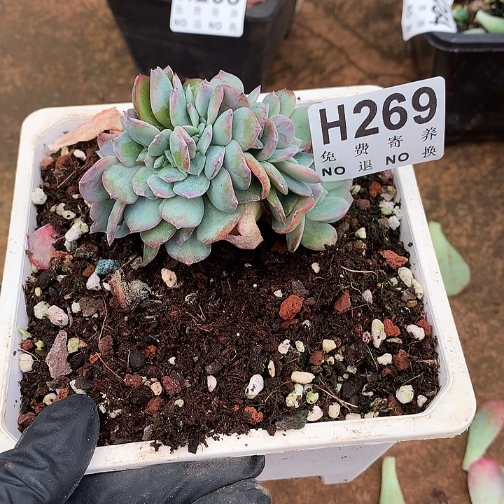 血凤老桩  非偏远38包邮 节后发