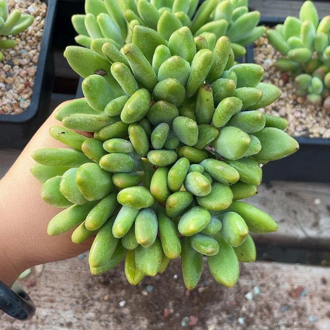 芒果奶酪两个一组102