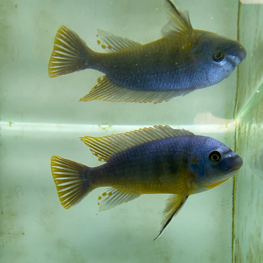 【台系卡塔乐小丑】【三湖水族】三湖慈鲷淡水观赏鱼