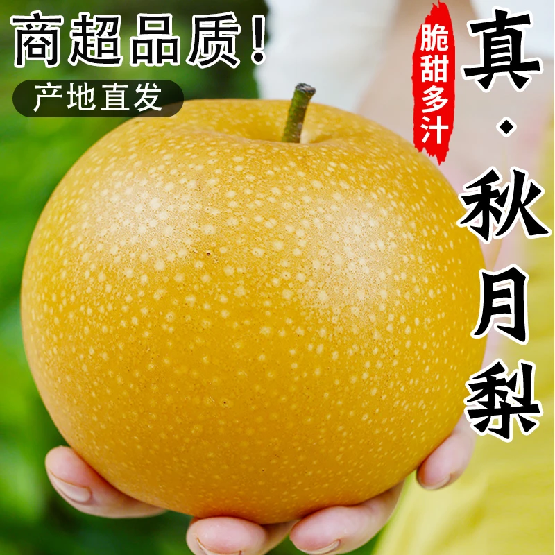 正宗莱阳秋月梨新鲜现摘当季水果脆甜多汁甜梨子中秋礼盒