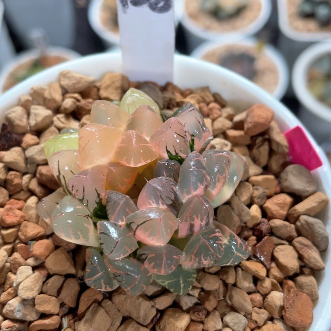 128灵犀玉露锦。