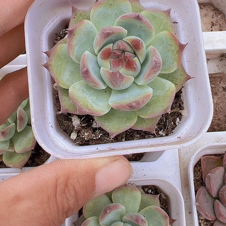 吉娃娃单头多肉19包邮