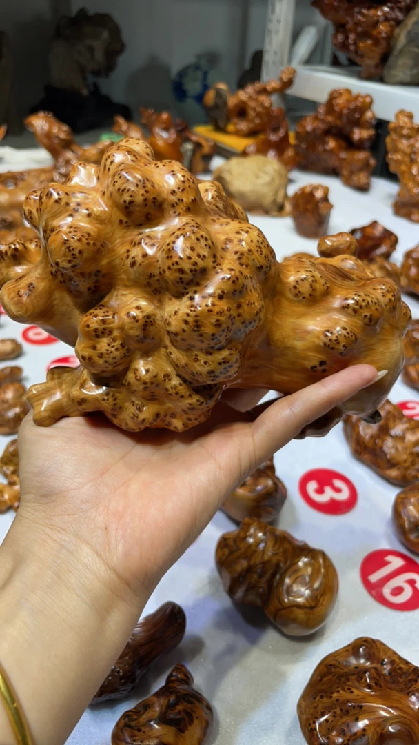 太行崖柏陈华手把玩