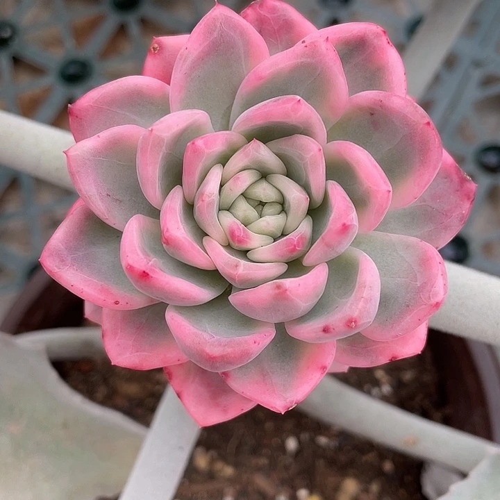 冰月亮锦 锦龙一物一拍