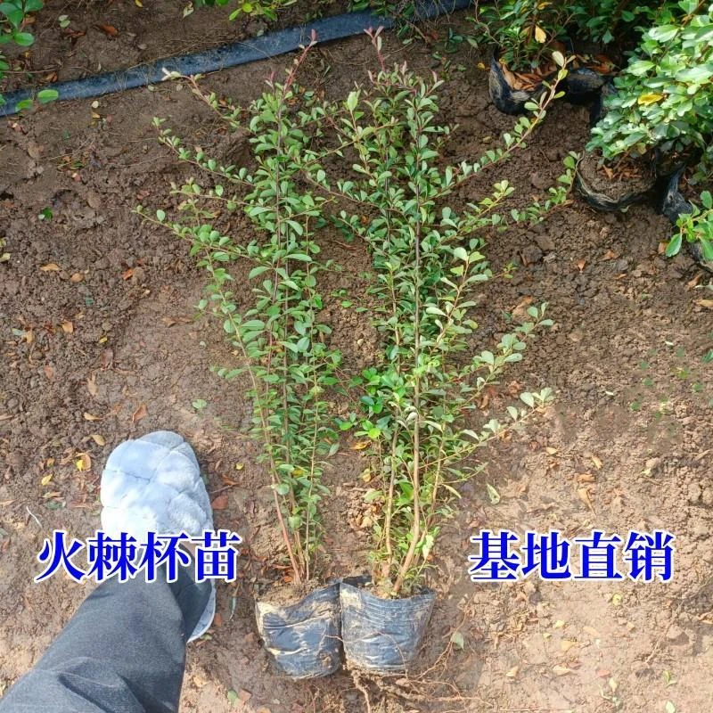 火棘苗庭院绿化树苗带刺防盗植物围墙花卉篱笆树苗红果小苗耐寒