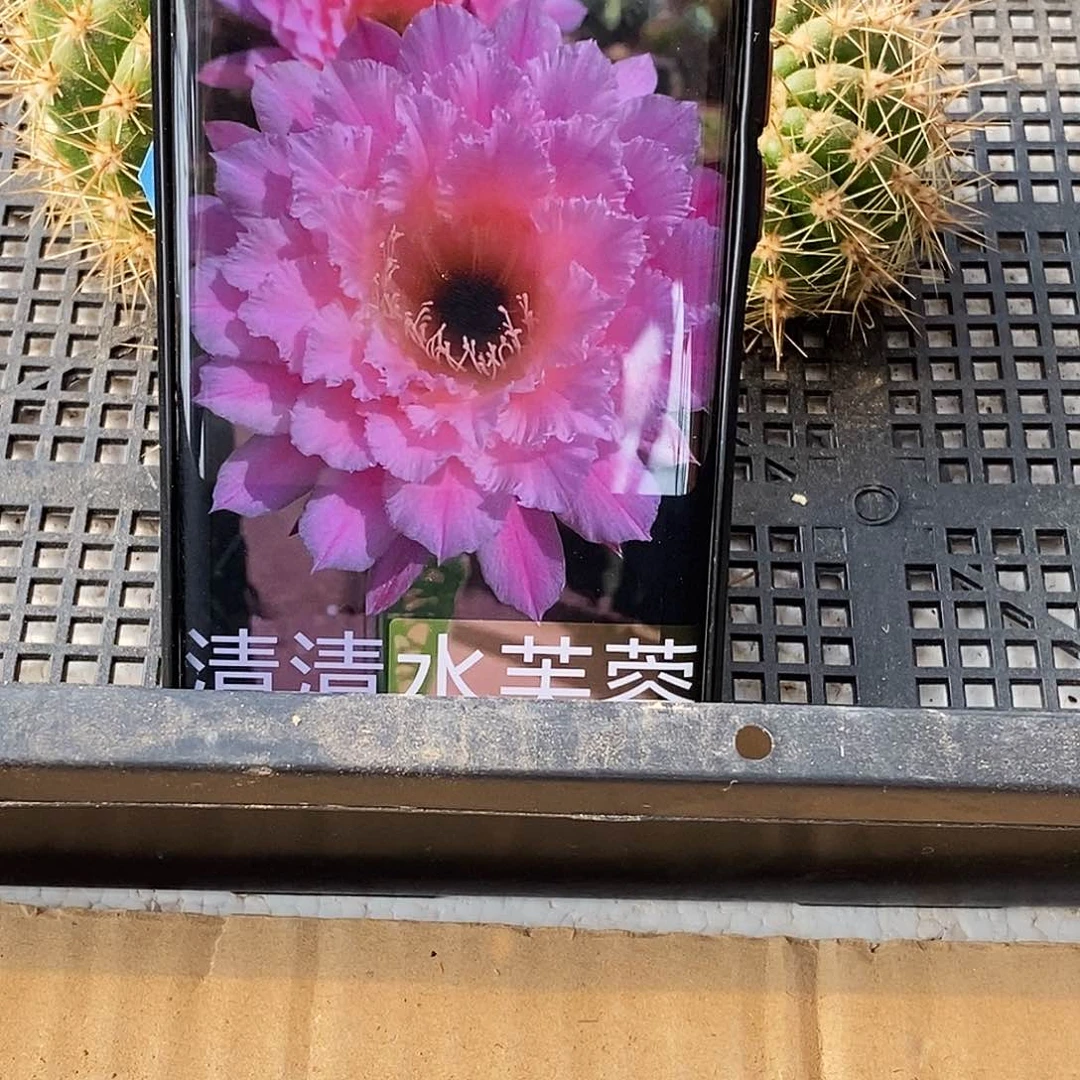 毛 水芙蓉侧芽歪20包邮/5公分