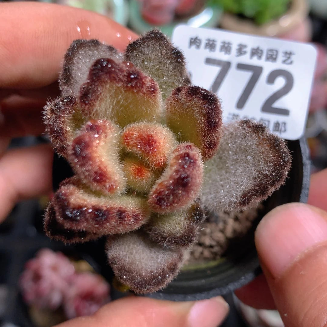 5CM拇指盆精控多肉ZP772