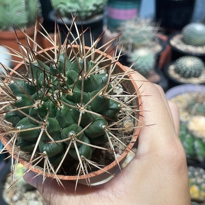 实生波光龙仙人球