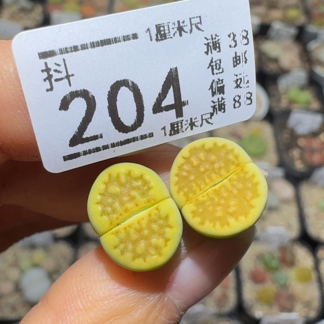 羽***3Ssss精品生石花204