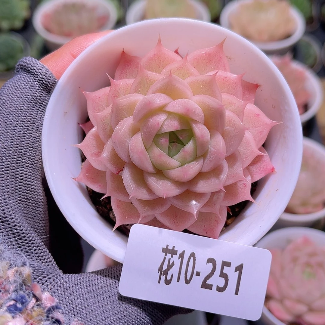 花10-251麦秆瑕疵