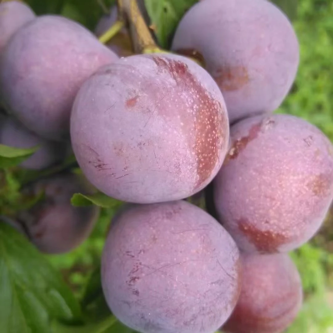 古蔺县三道水脆红李(只摘大果)（现在过了季节了不接单）