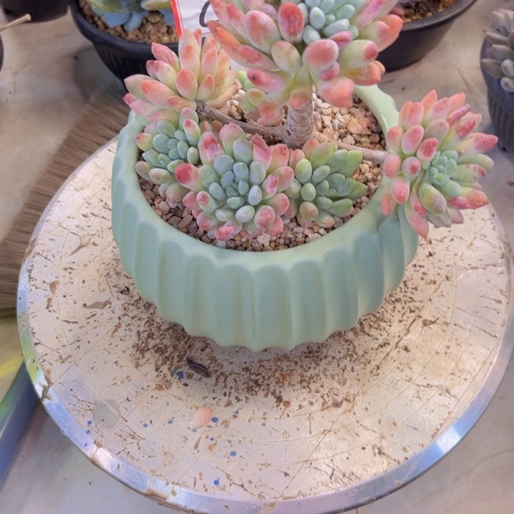 ξ***ξ多肉一物一拍3442