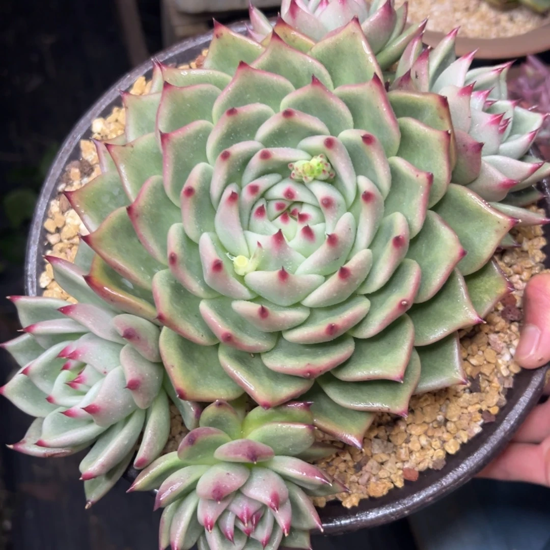 多肉植物一物一拍（81号）